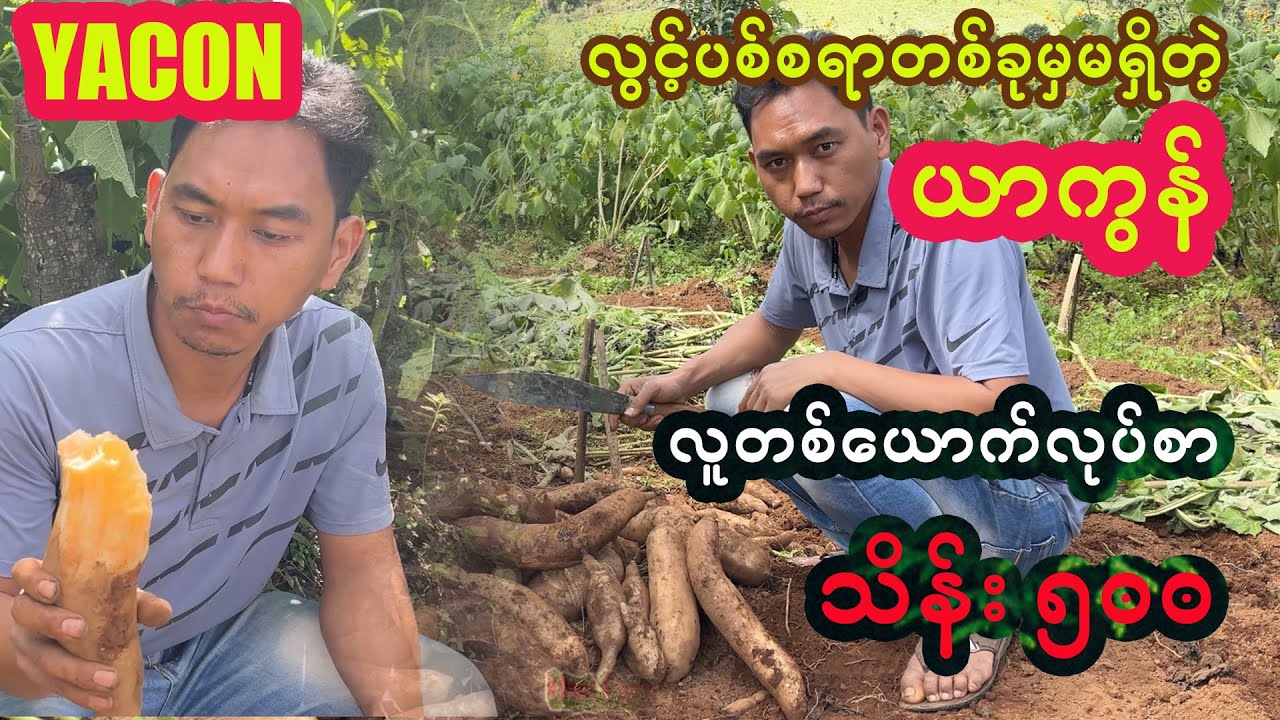 Yacon Harvesting | မြန်မာ့ စိုက်ပျိုးရေးမှာ ထိပ်ဆုံးဖြစ်လာမယ့်ယာကွန်