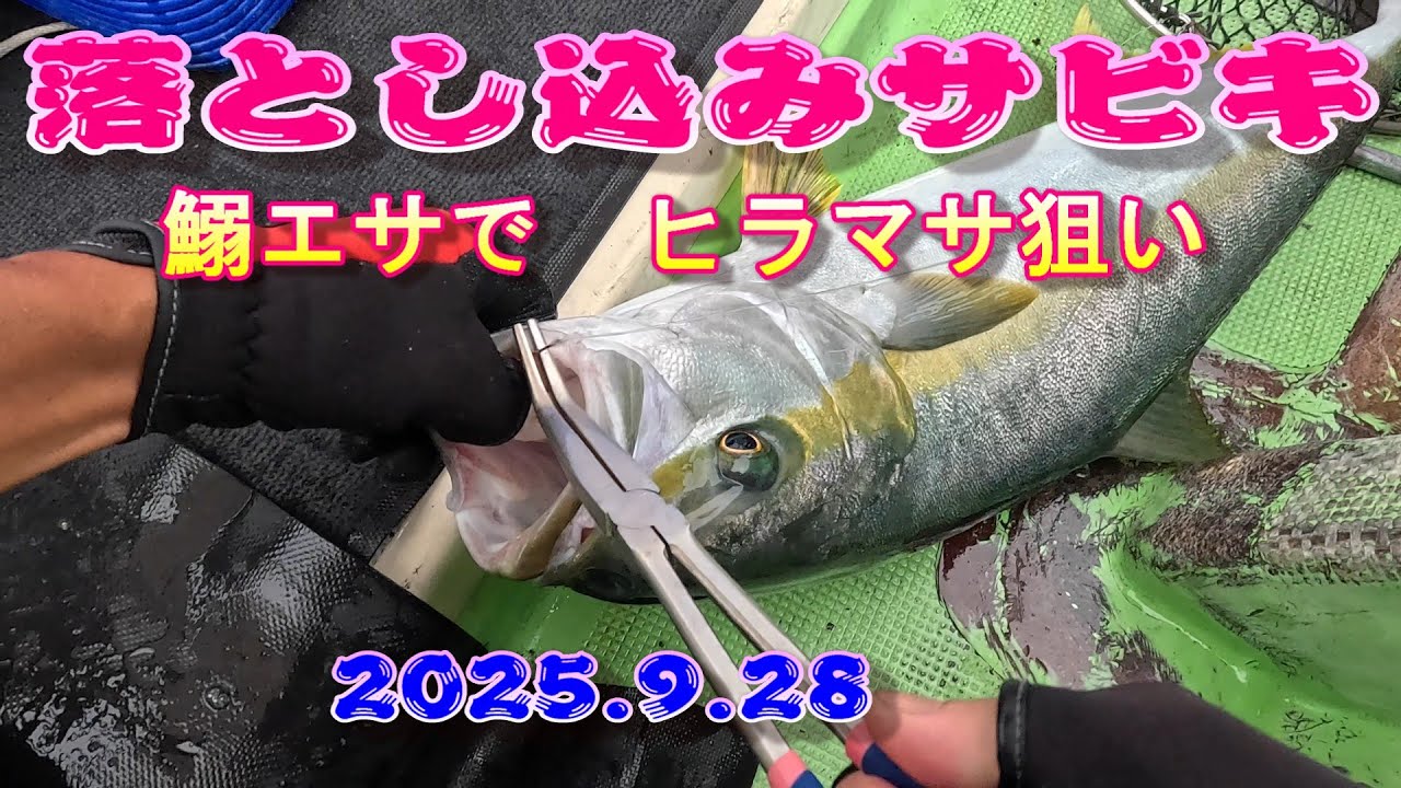 落とし込み サビキ（鰯エサでヒラマサ狙い)（九州 長崎県 平戸 五島）