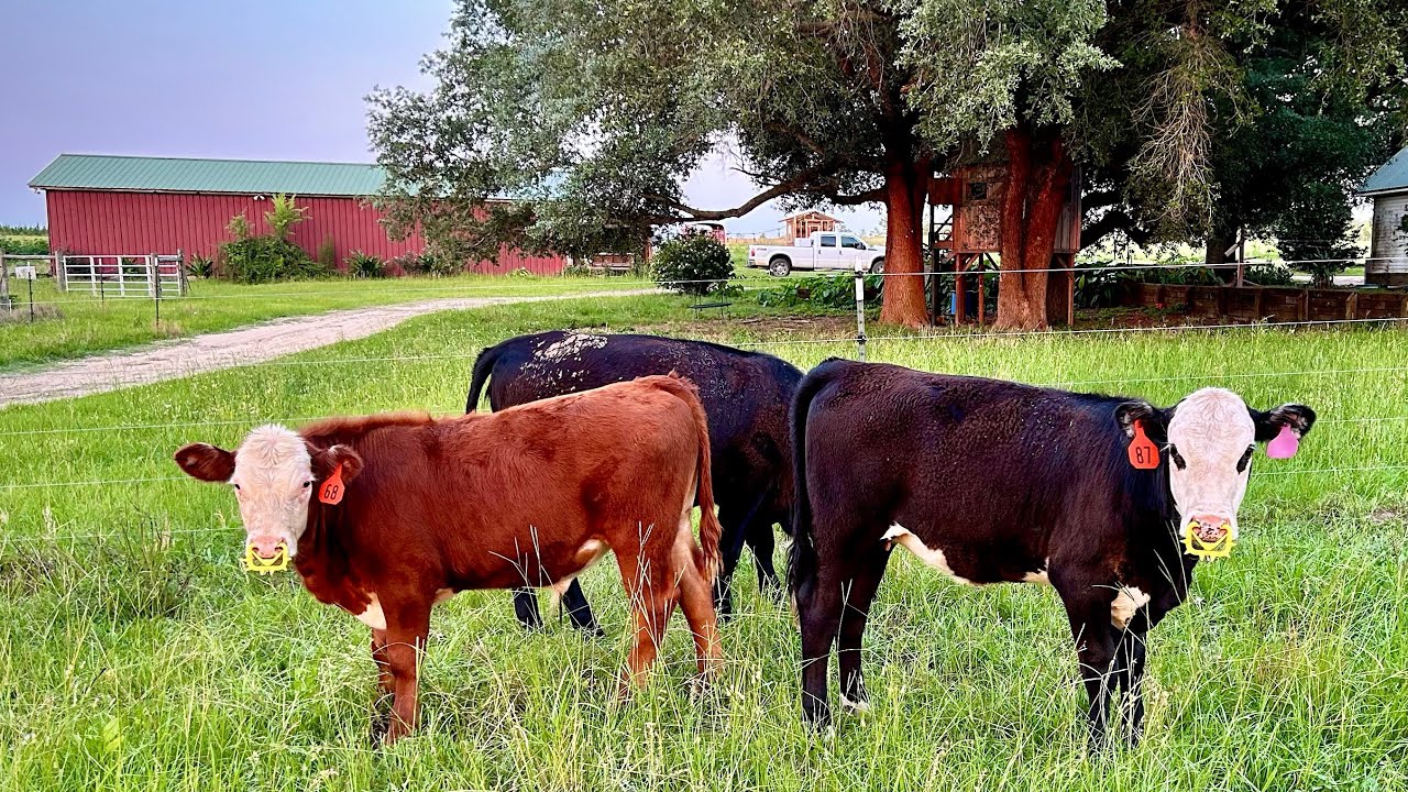 Weaning Calves with Wean Rings
