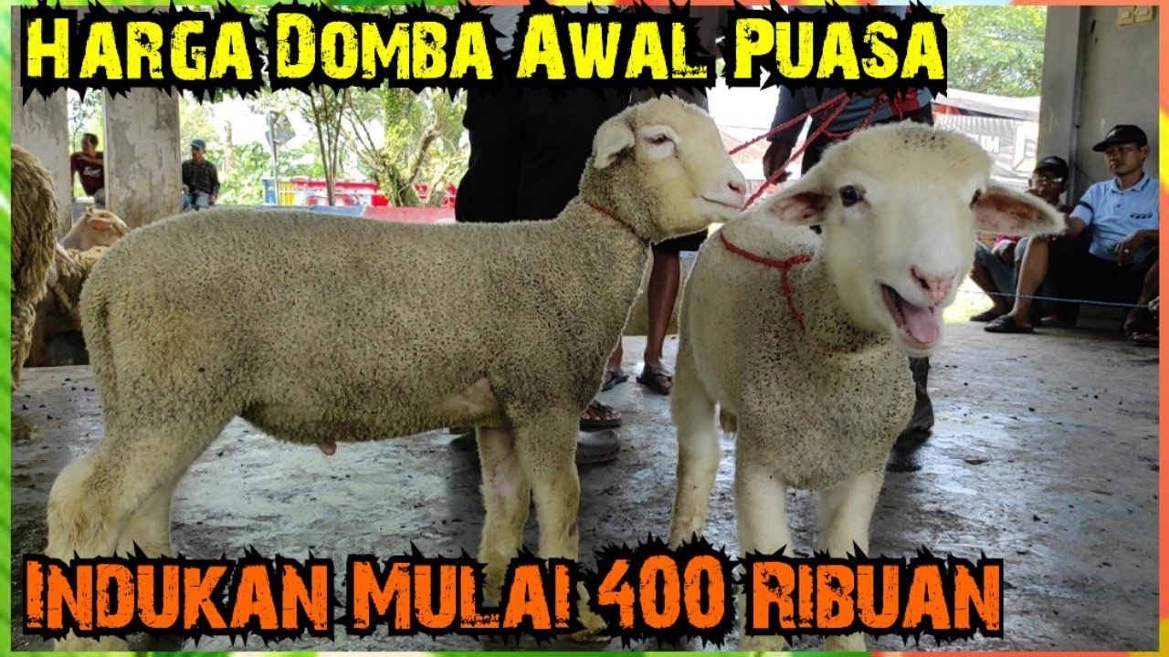 Harga Domba Di Awal Puasa. Pasar Glenmore Banyuwangi Jatim