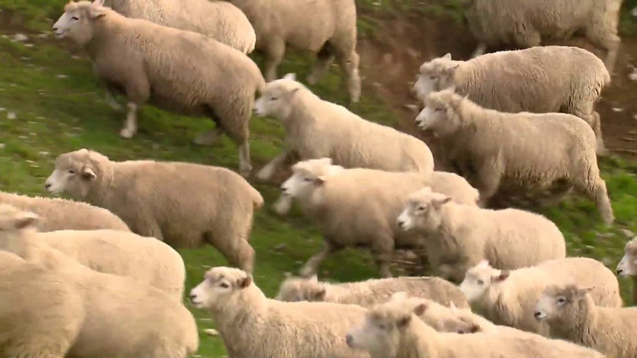 Carrfields - Family Story HD