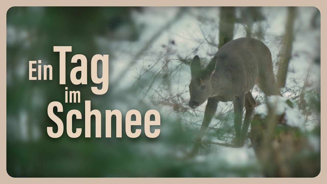 Ranzzeit: Auf der Suche nach dem Fuchs im Schnee 🦊❄️ | Naturbegeisterung Leben