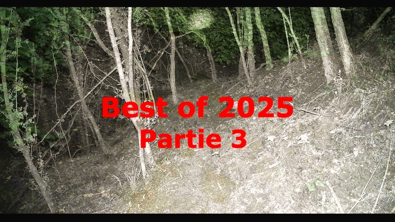 Dans l'intimité de la faune sauvage, Best of 2025 partie 3 #deer #wildlife #sanglier 