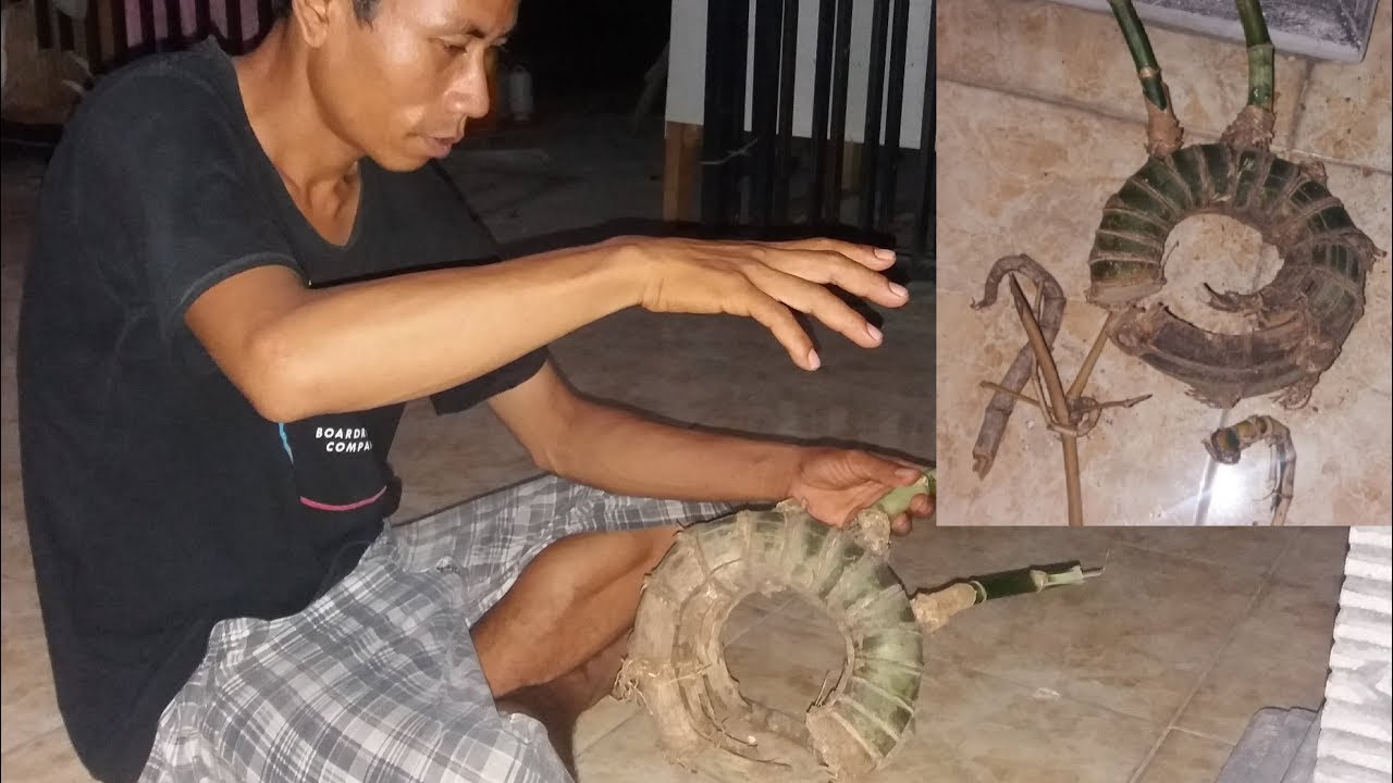 Bambu kurung raja pagar ghoib manfaat dan kegunaanya