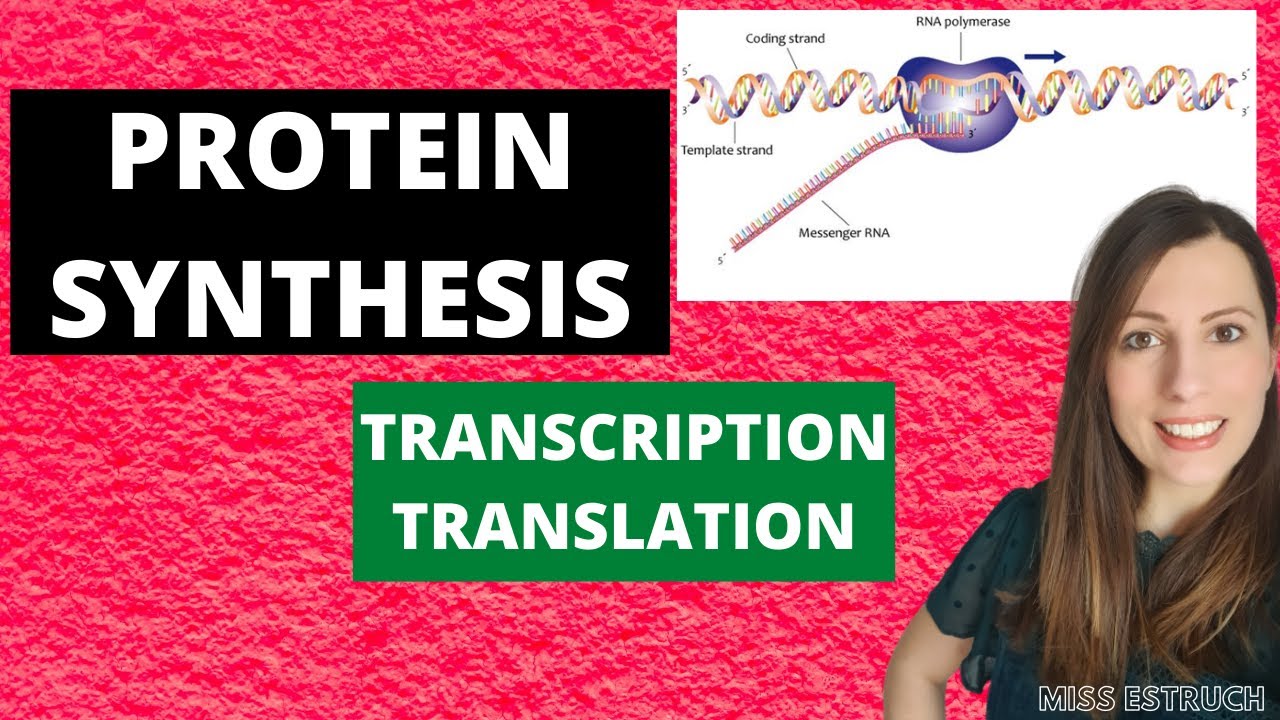 PROTEIN SYNTHESIS: A-level Biology. WATCH NEW VERSION - THIS IS OUTDATED NOW (see description)