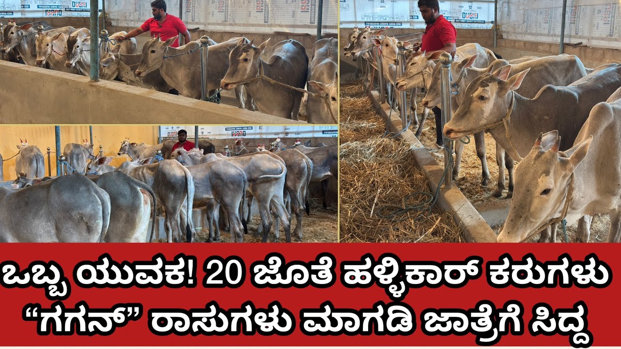 20 pairs hallikar calves raising by Magadi Gagan