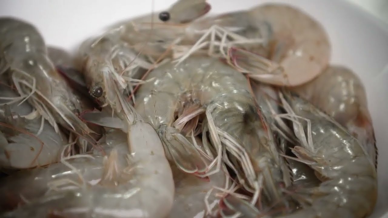 Homegrown Shrimp raises baby shrimp for the aquaculture industry