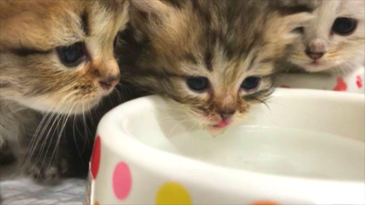 【かわいい子猫】一人でできるよ！お水もご飯ももう一人で食べれます=^・・^=
