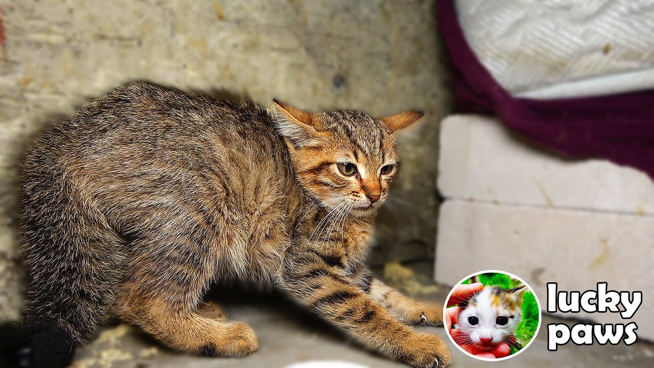 2 злых диких котенка шипят, но через несколько дней становятся самыми спокойными котятами в мире