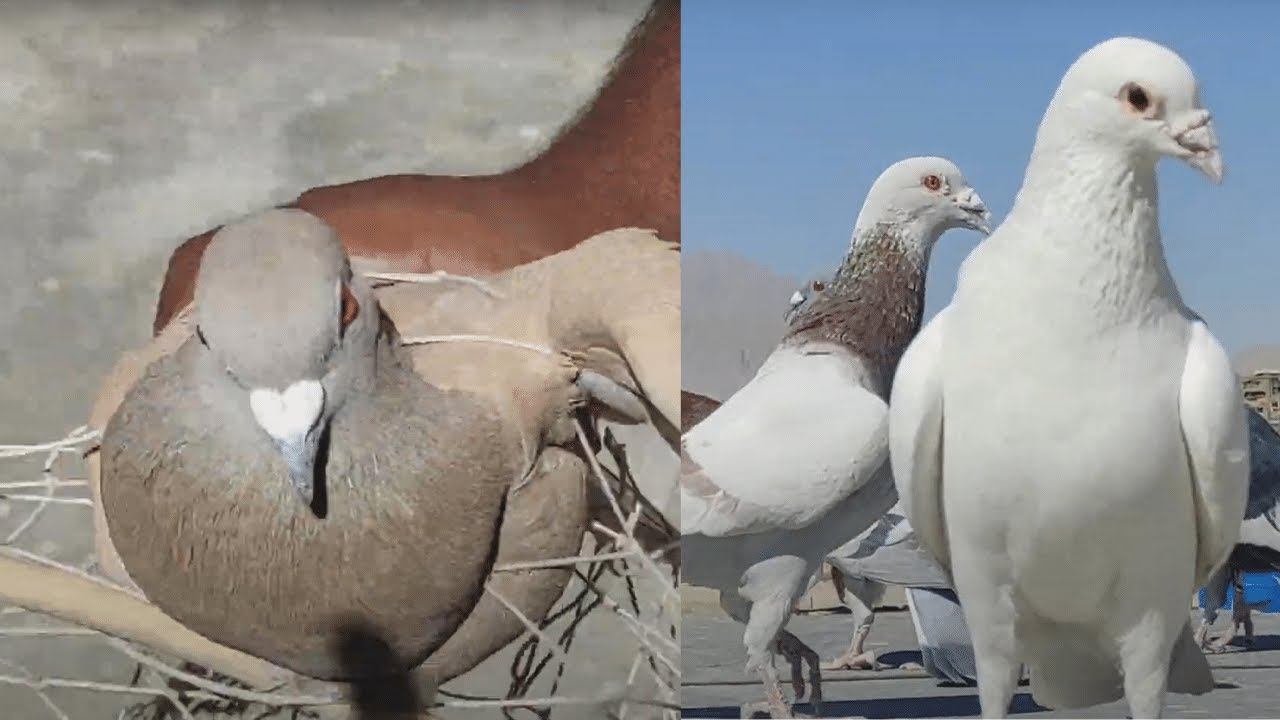aj Ka kabootar bazi 1 kabootar pakra _ Zahid ustad