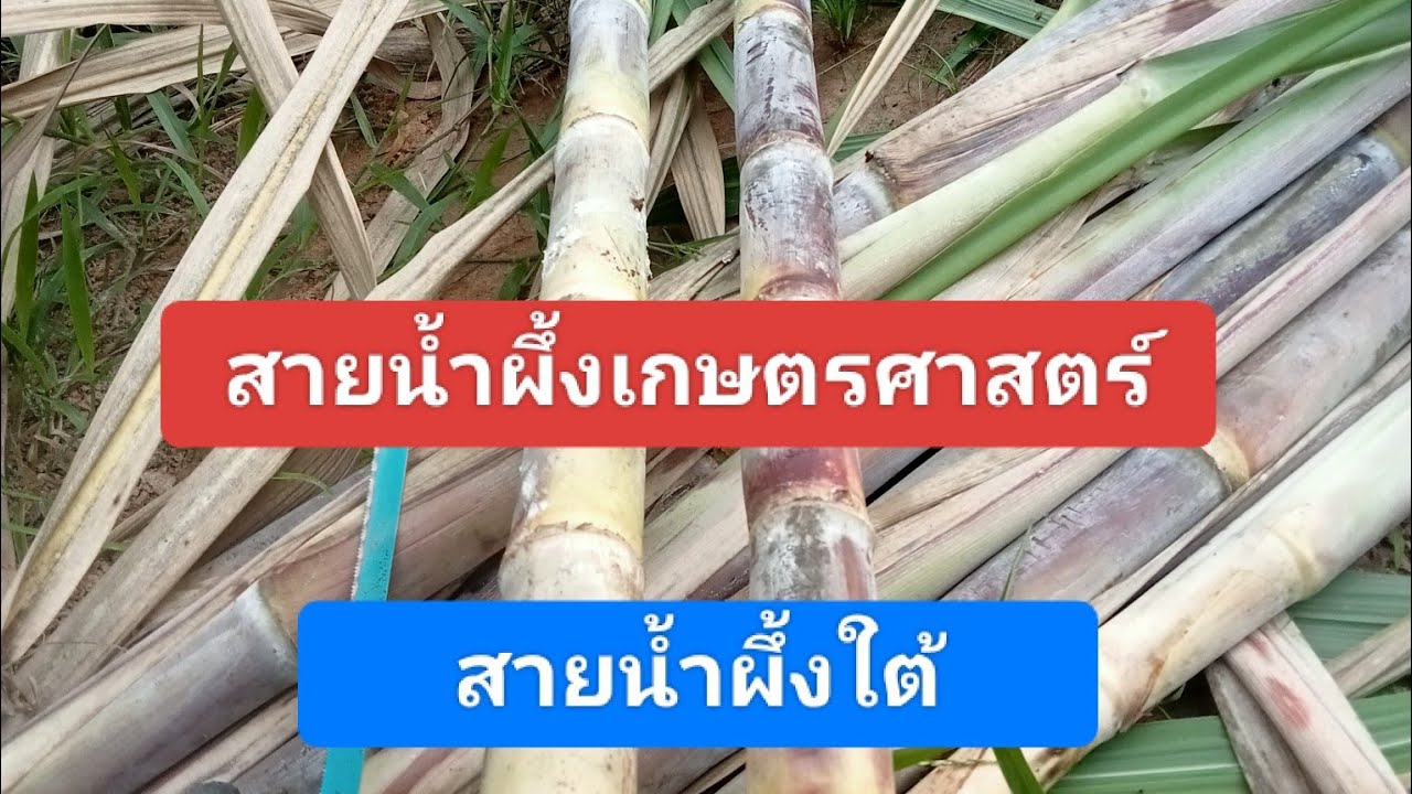 สายน้ำผึ้งเกษตรศาสตร์  กับ  สายน้ำผึ้งใต้  พูดคุยเรื่องอ้อยอุปโหลก จากผู้ขายที่ขาดประสพการณ์