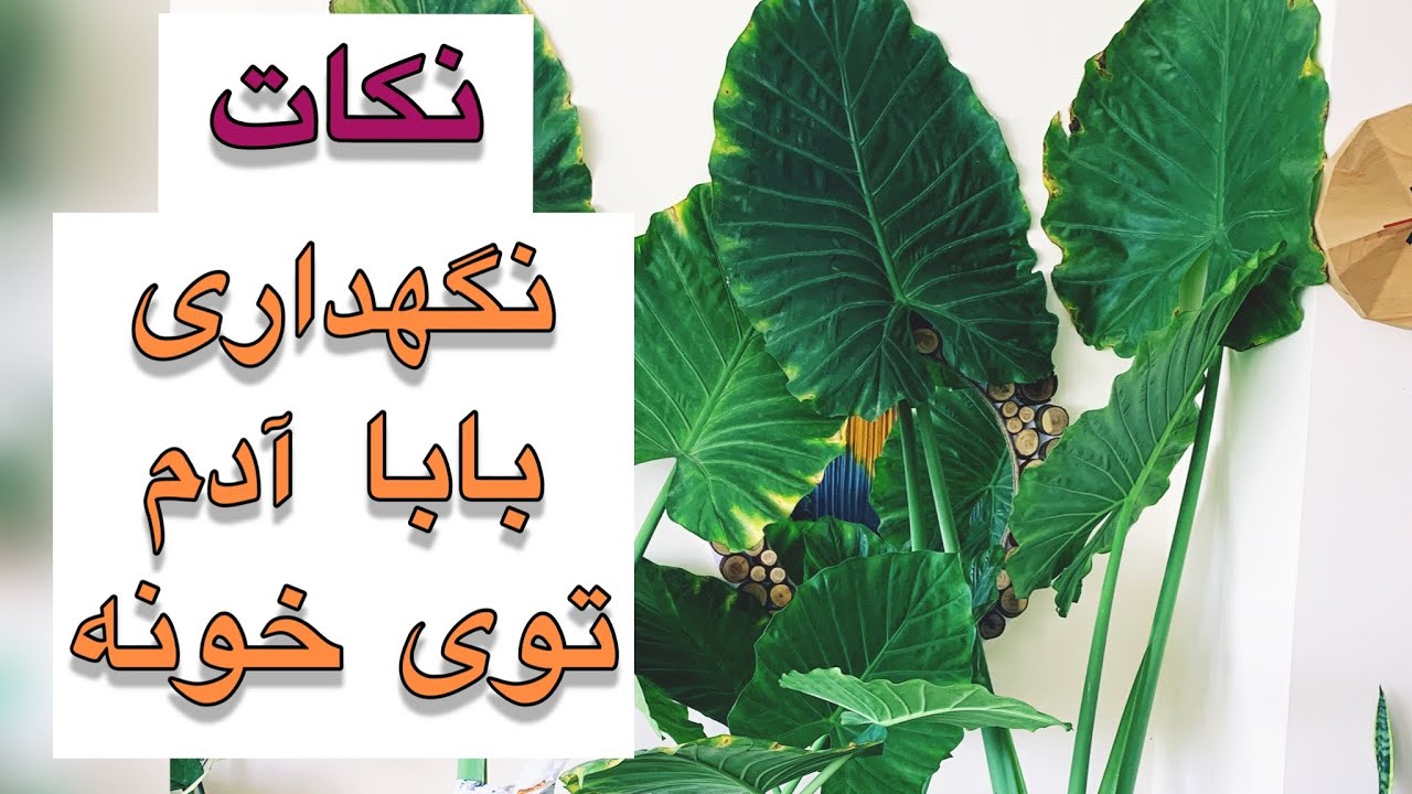 بهترین نگهداری بابا آدم توی خونه