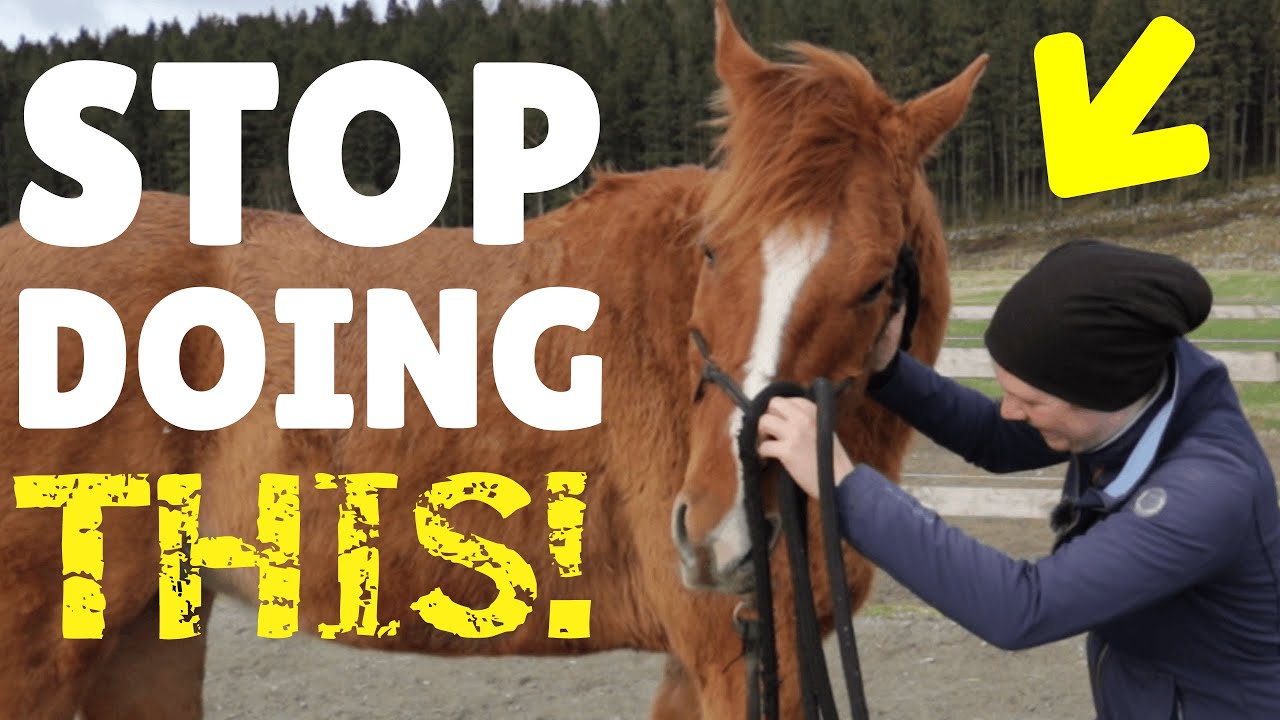How to deal with a PUSHY horse