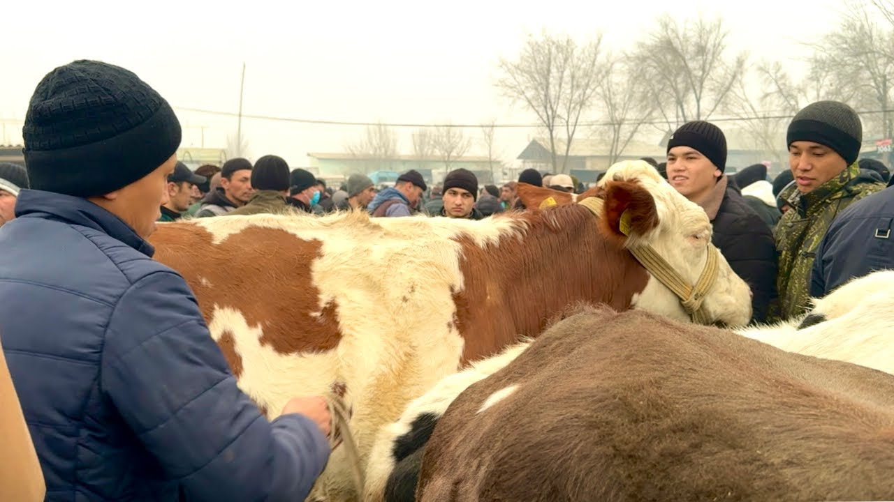 Дўрмонча мол бозори сигир ва ғўнажин нархлари 27.01.2026.