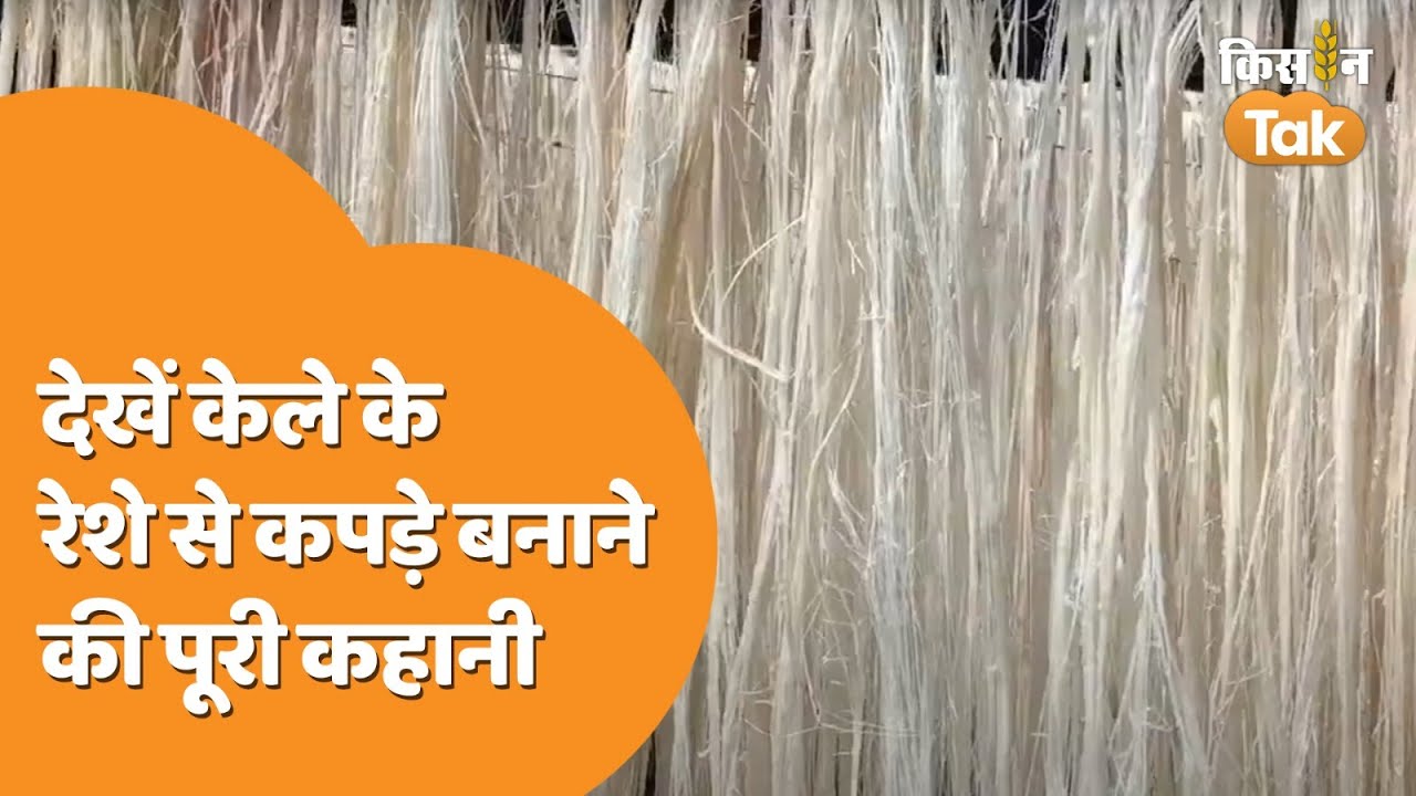 Banana Fiber: जानिए कैसे केले के थंब से बनते हैं रेशे, कौन सी मशीन का होता है इस्तेमाल | Kisan Tak