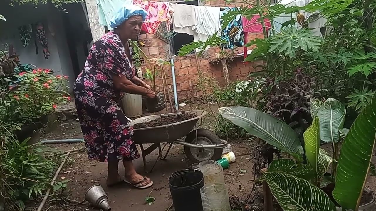 Mudando as 🌿 🌾 plantas 