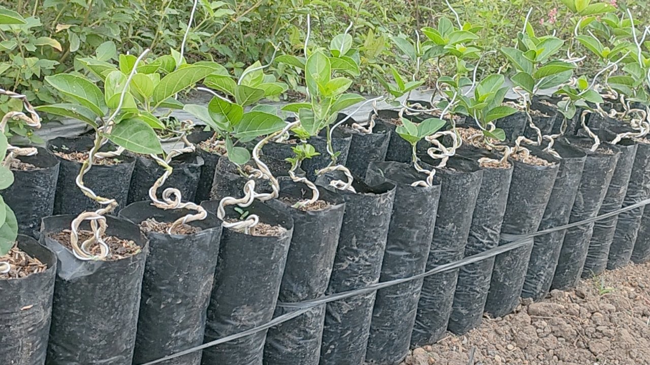 BUDIDAYA BONSAI SUKSES