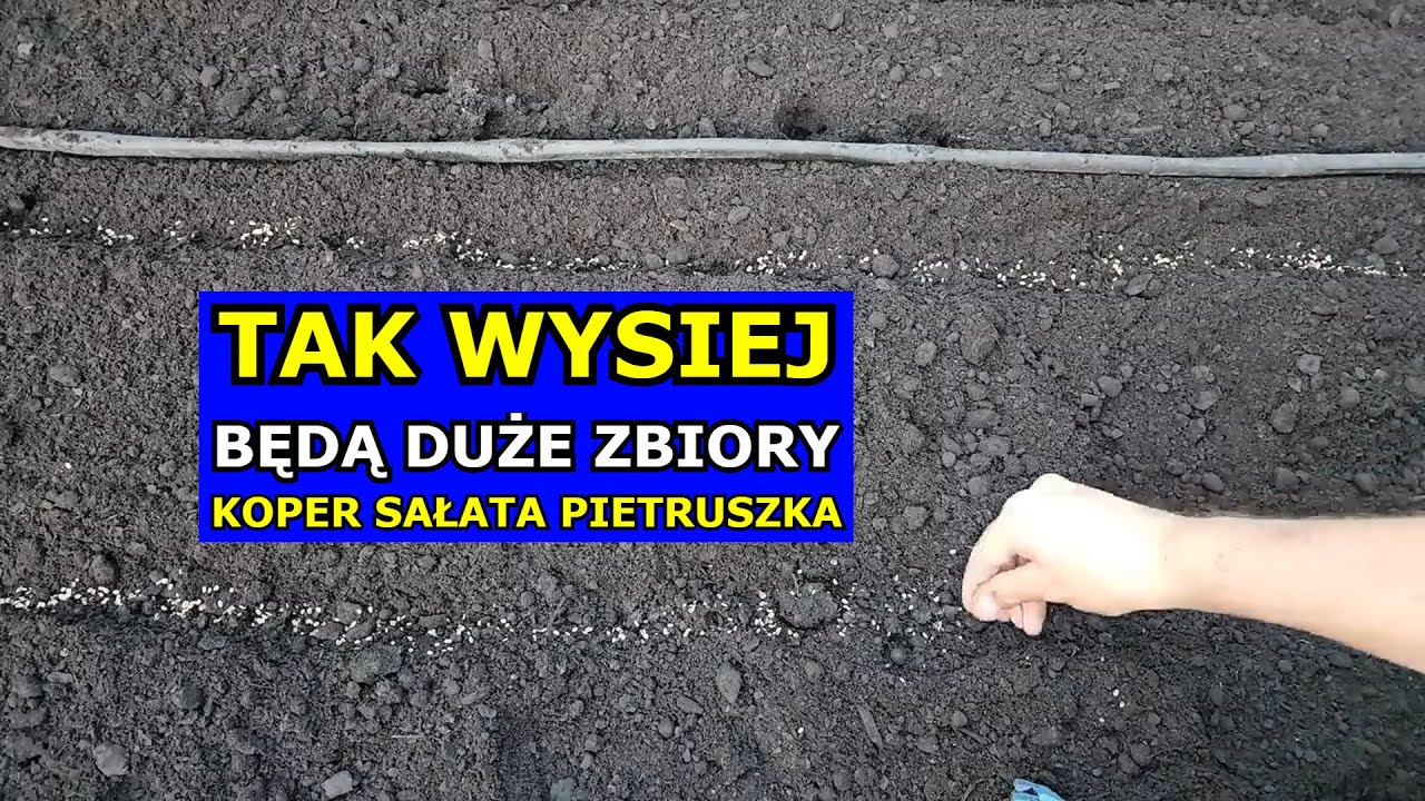 Najlepszy Spos&oacute;b na Siewy Kopru, Pietruszki, Sałaty, Szpinaku. Jak siać i Uprawiać Koper Pietruszkę.