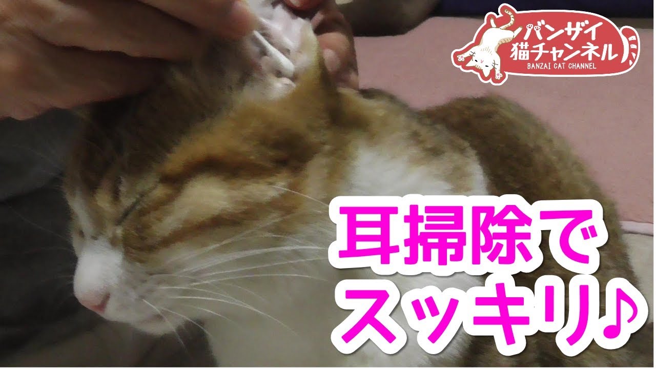 猫の耳掃除とブラッシングでゴロゴロ大満足な猫アイちゃん。