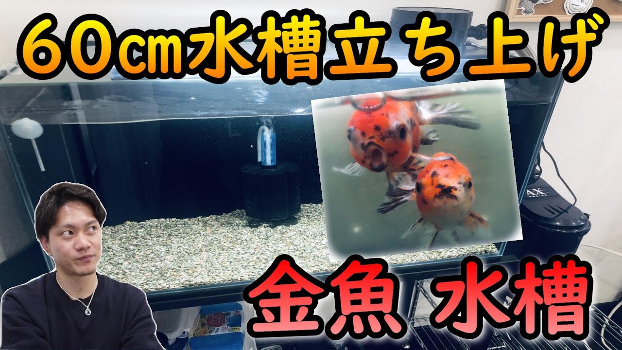 60㎝金魚水槽立ち上げ‼これでとんでもない金魚を迎えてあげます
