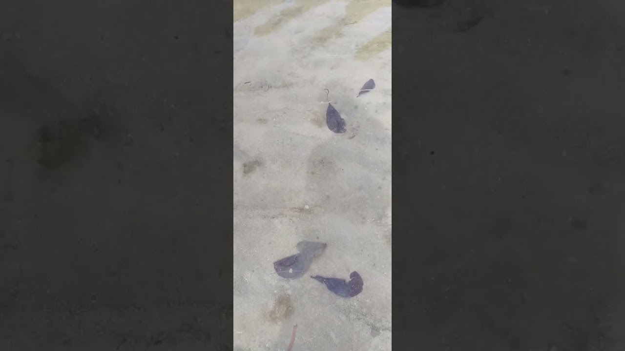 counting  black and white sea cucumber