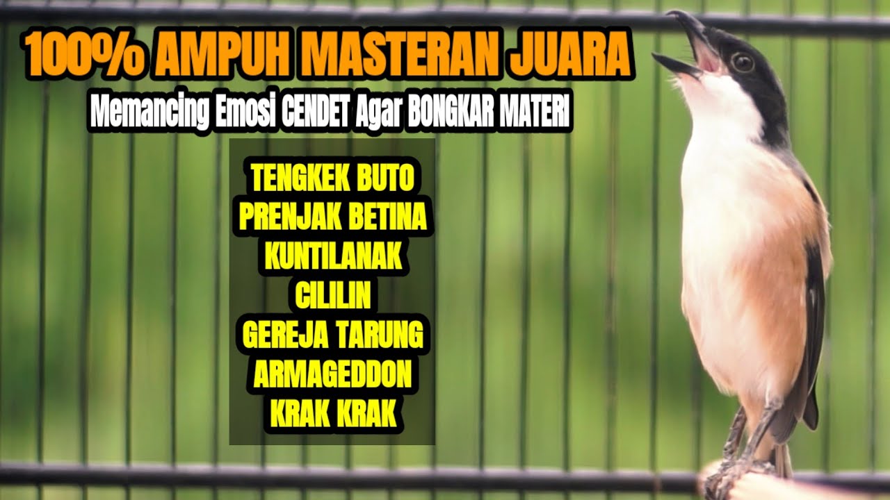 MASTERAN BURUNG CENDET FULL TEMBAKAN MEWAH AMPUH MERANGSANG BUNYI CENDET LAIN