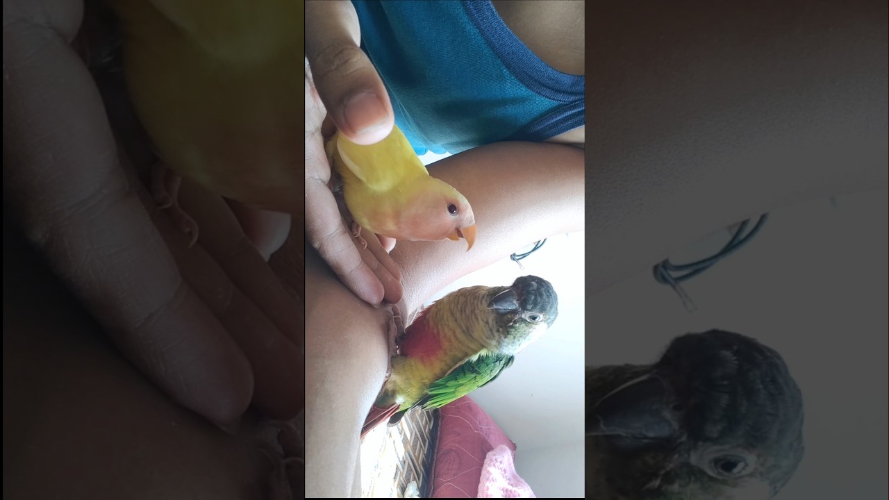 Luffy ❤️ Peeku 🥰 