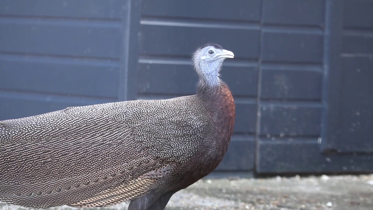 Argus Pheasant call Paradise Park Cornwall