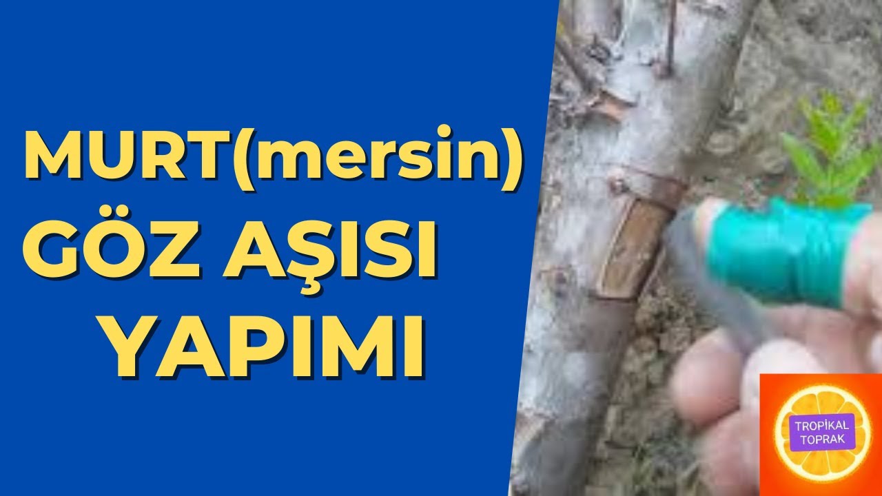 MERSİN MURT göz aşısı nezaman nasıl yapılır grafting 05326791777