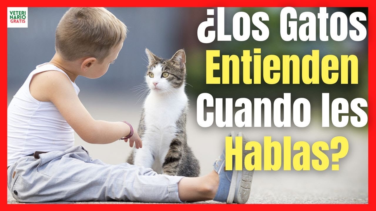 💝 ¿LOS GATOS ENTIENDEN CUANDO LES HABLAS? 💝 ¿DE VERDAD?
