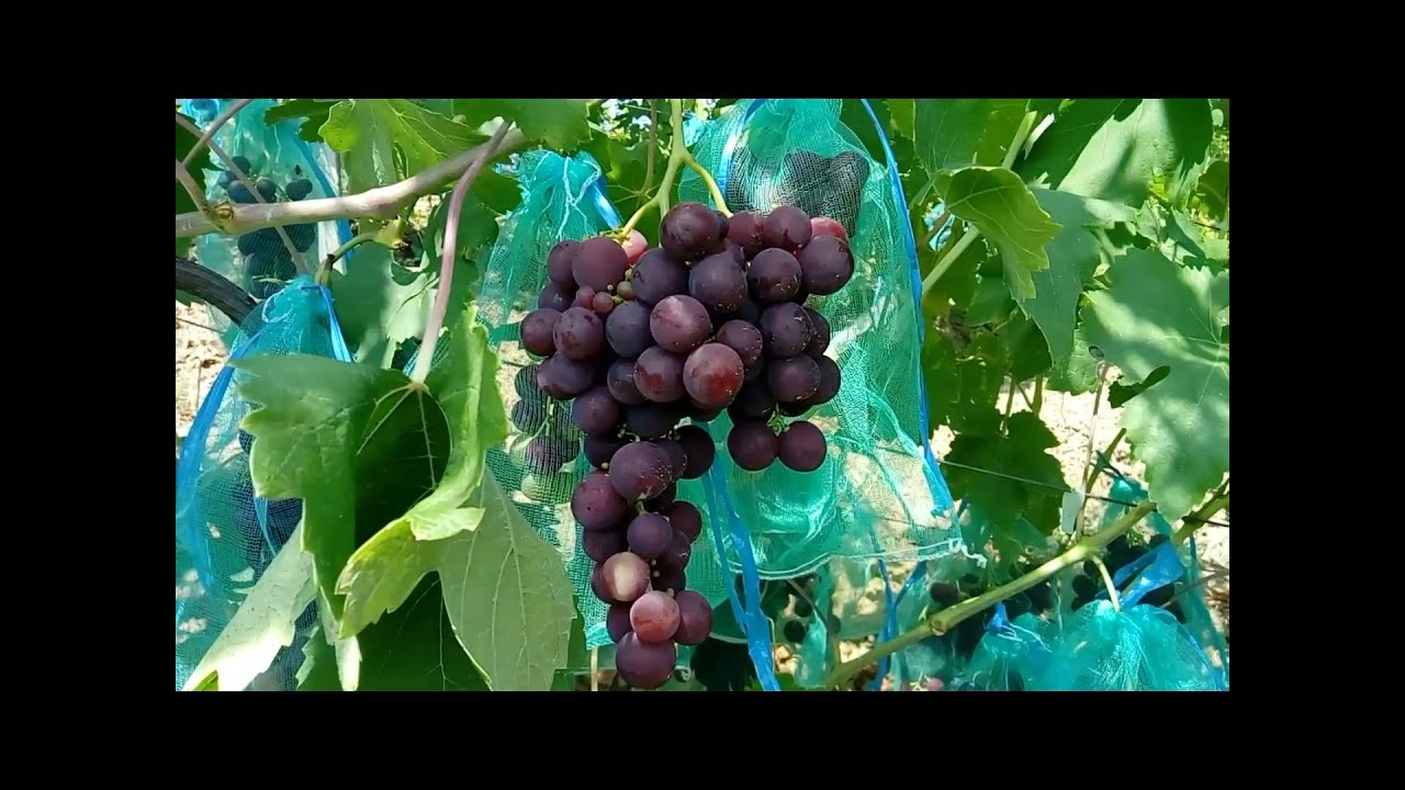 Soiuri noi, timpurii, de vita de vie pentru struguri de masa din Gradina Ursilor (2019)