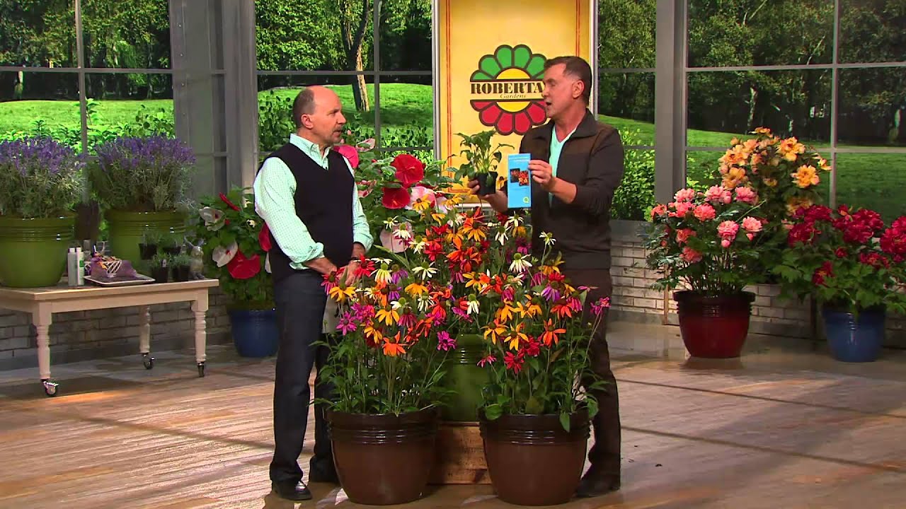 Roberta's 6-pc. Color Full Cheyenne Spirit Echinacea with Dan Wheeler