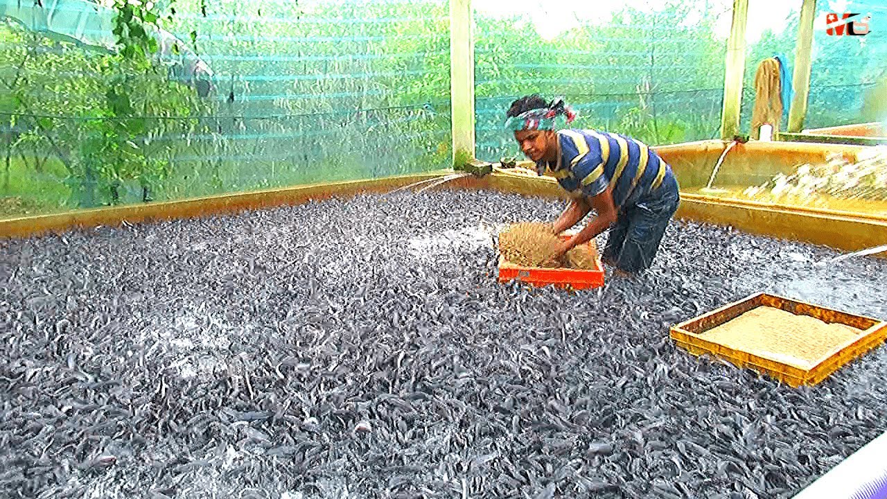 Hybrid Magur Fish Farming Business in India | হাইব্রিড মাগুর চাষ | Catfish Farming