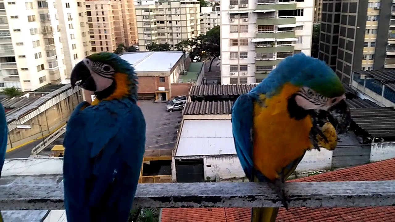 Las Guacamayas caraqueñas traen a sus nuevos tres pichones