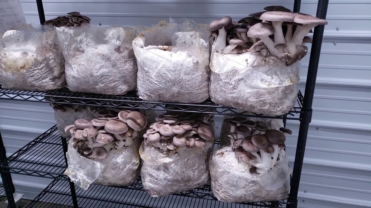 Mushroom Growing Tips: Black Pearl King Oysters