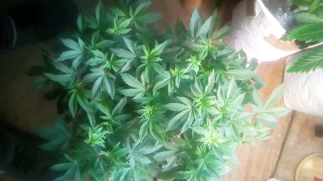 Garlic cookie #2