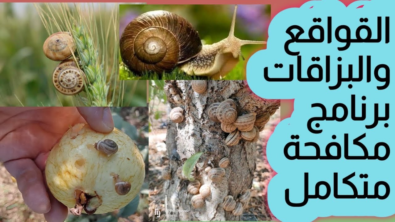 القواقع والبزاقات برنامج مكافحة متكامل حصريا علي قناة الزواوي الزراعية