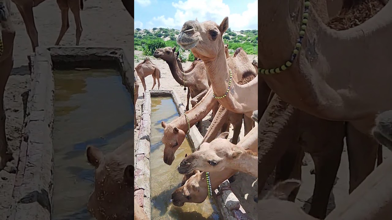 The Lovely Camels of Thar Desert