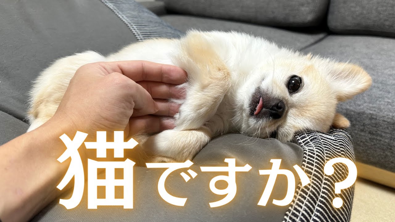 ワンコをよしよししていたはずなのに気付いたらニャンコが爆誕しました【ガウガウ犬のピノ・パルム】