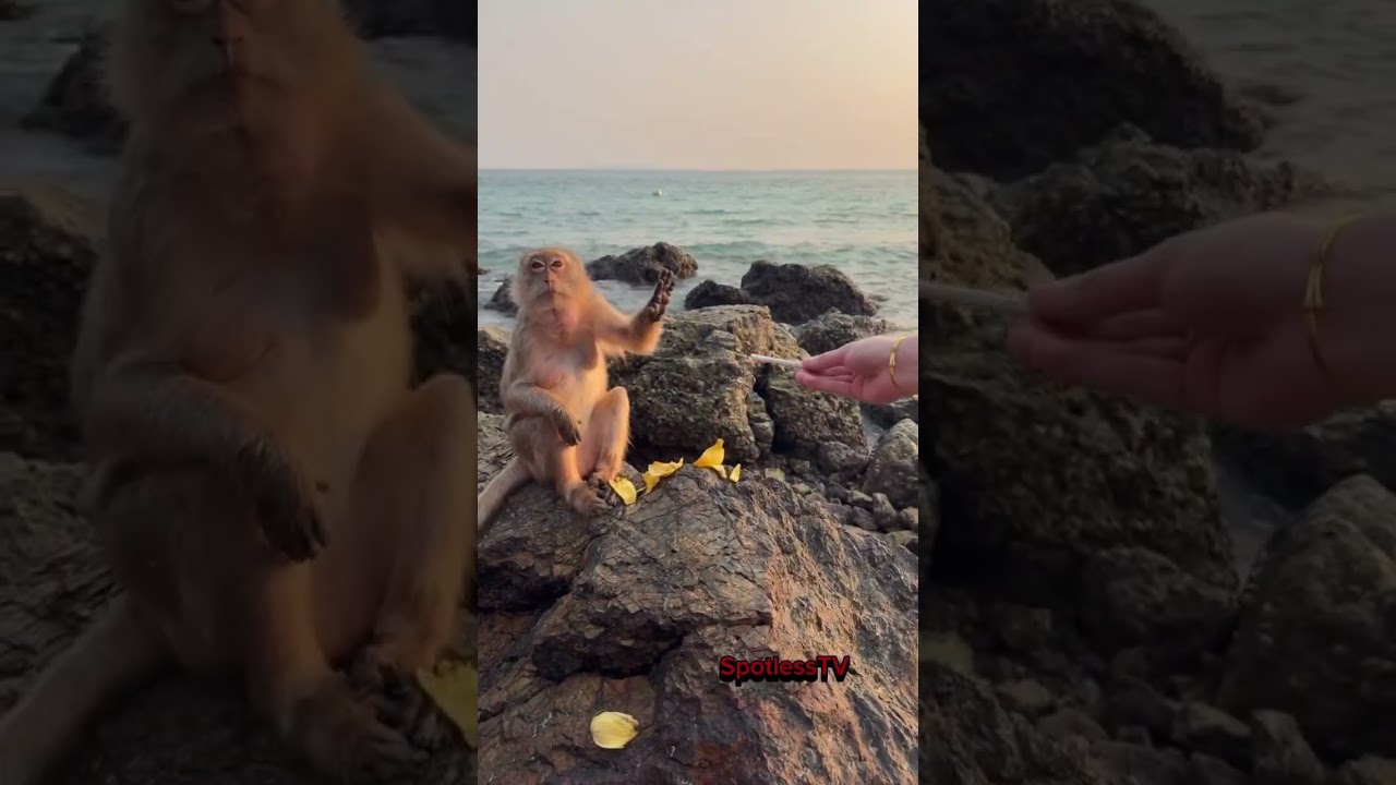 &ldquo;A Banana? No Thanks. I Vape Now.&rdquo; #shorts #viralvideo #monkey