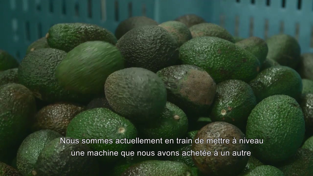 Compac Avocado Case Study Westpak FR