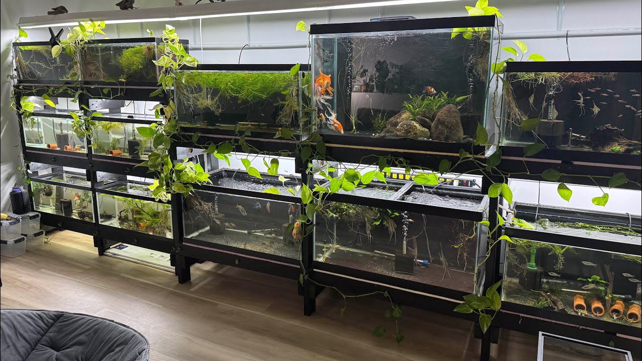 Fish Room update/tank tour