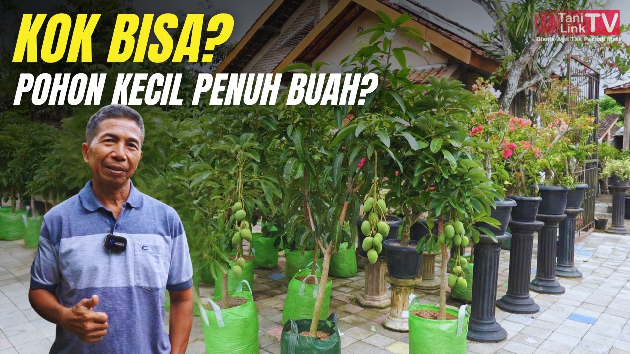 Prospek Bisnis Tabulampot: Lahan Semakin Sempit, Peluang Cuan Makin Lebar!