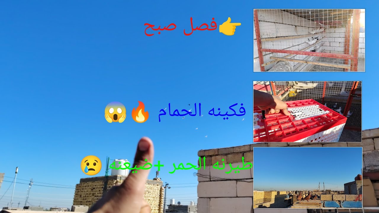 فصل الصبح؟ فكينه الطيور +مطيار الحمر وضياع + كلشي اوكلاشي 🔥🤔