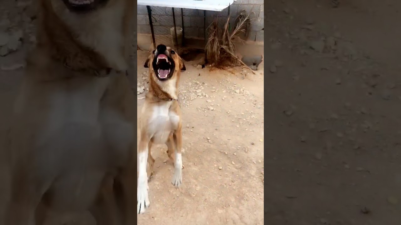كلب شرس جدا جدا