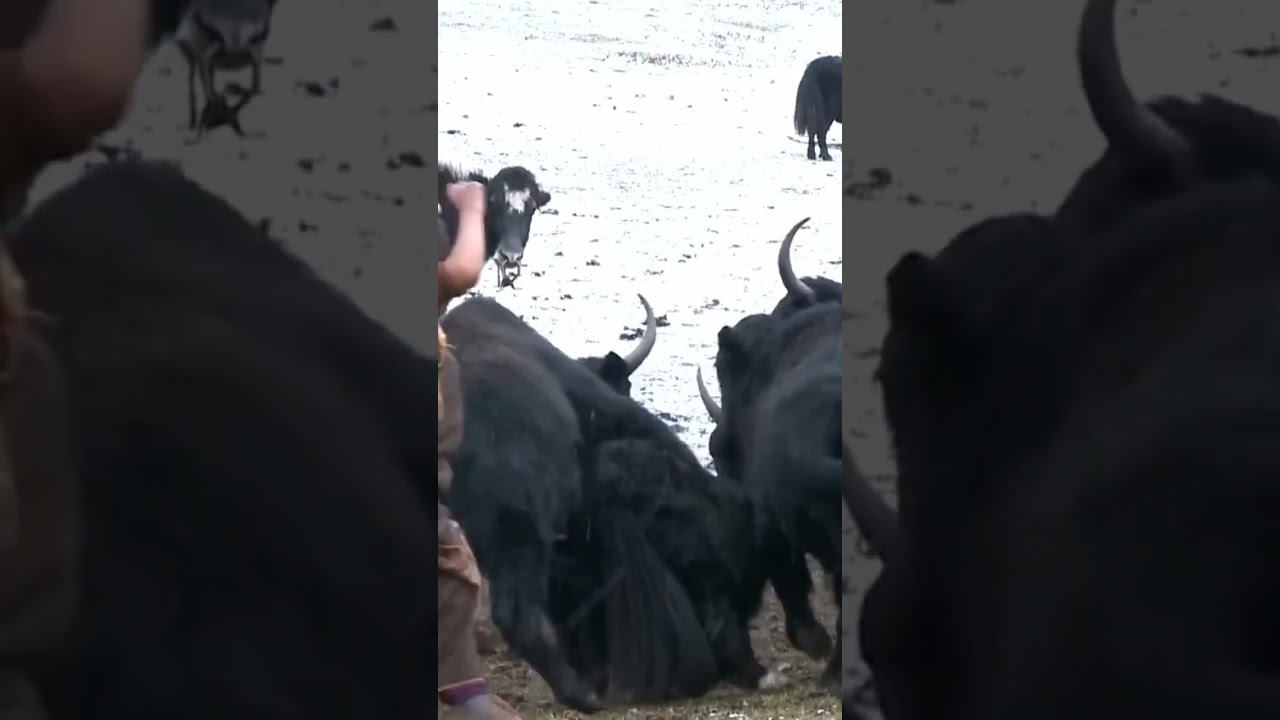 yak breding 