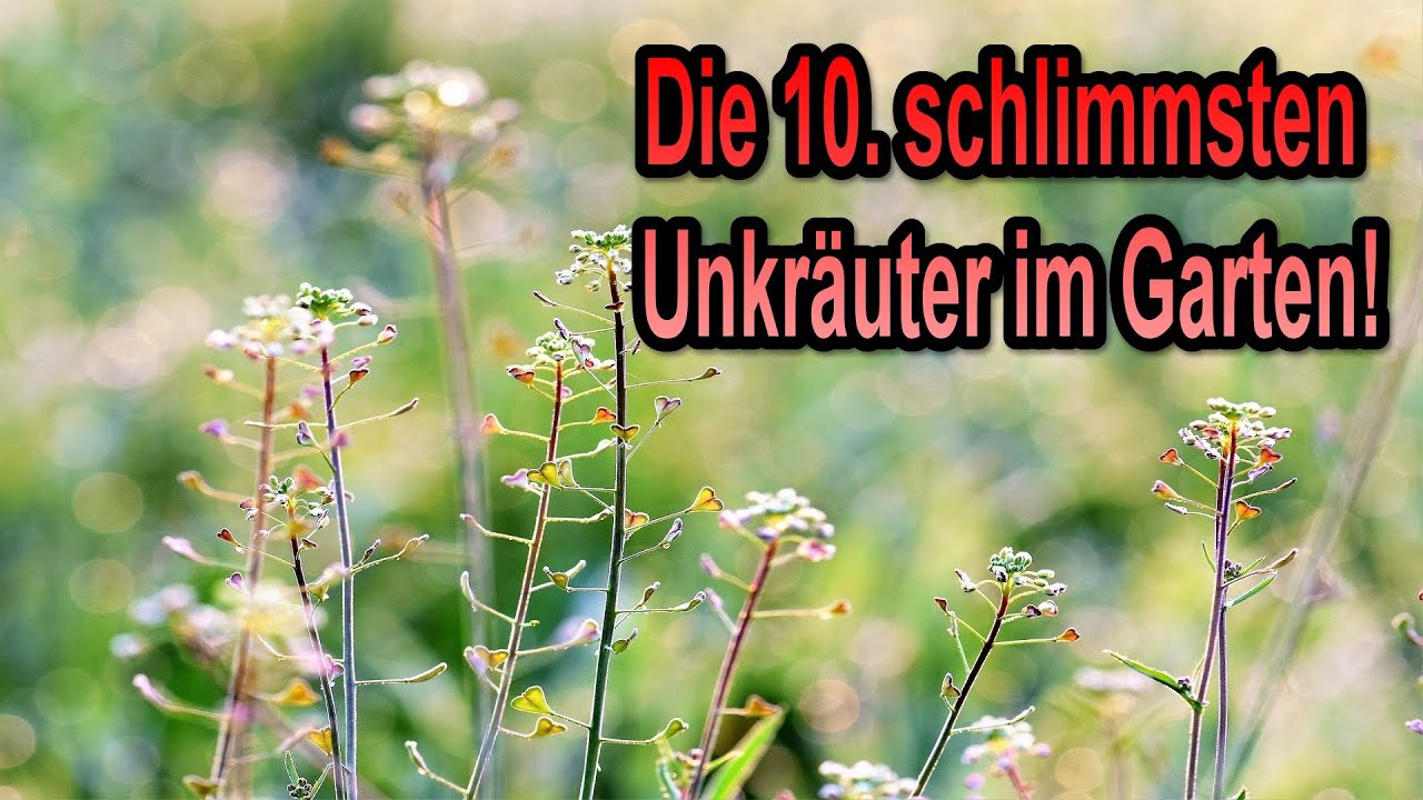 Die 10 schlimmsten Unkräuter im Garten in Rangfolge!