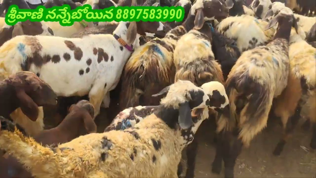 28/02/2026 చిల్లకల్లు సంతలో గొర్రెల ధరలు 