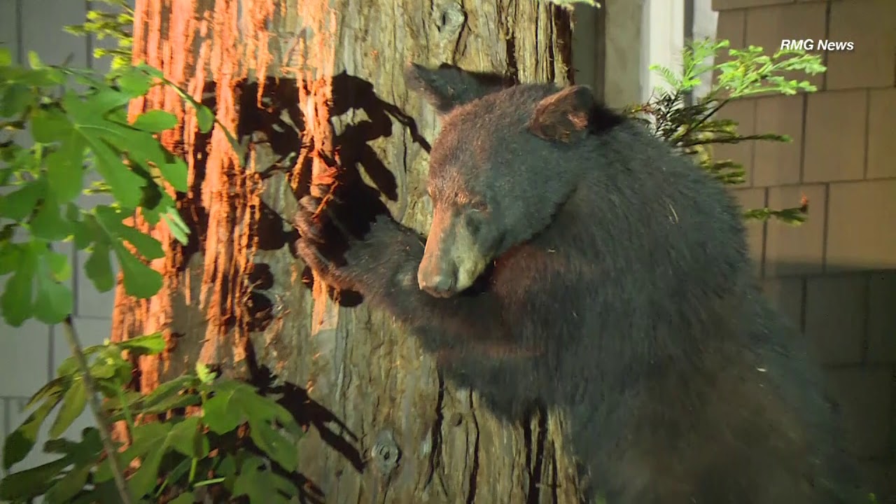 Large bear causes quite a stir in a residential neighborhood in Santa Clarita, California.