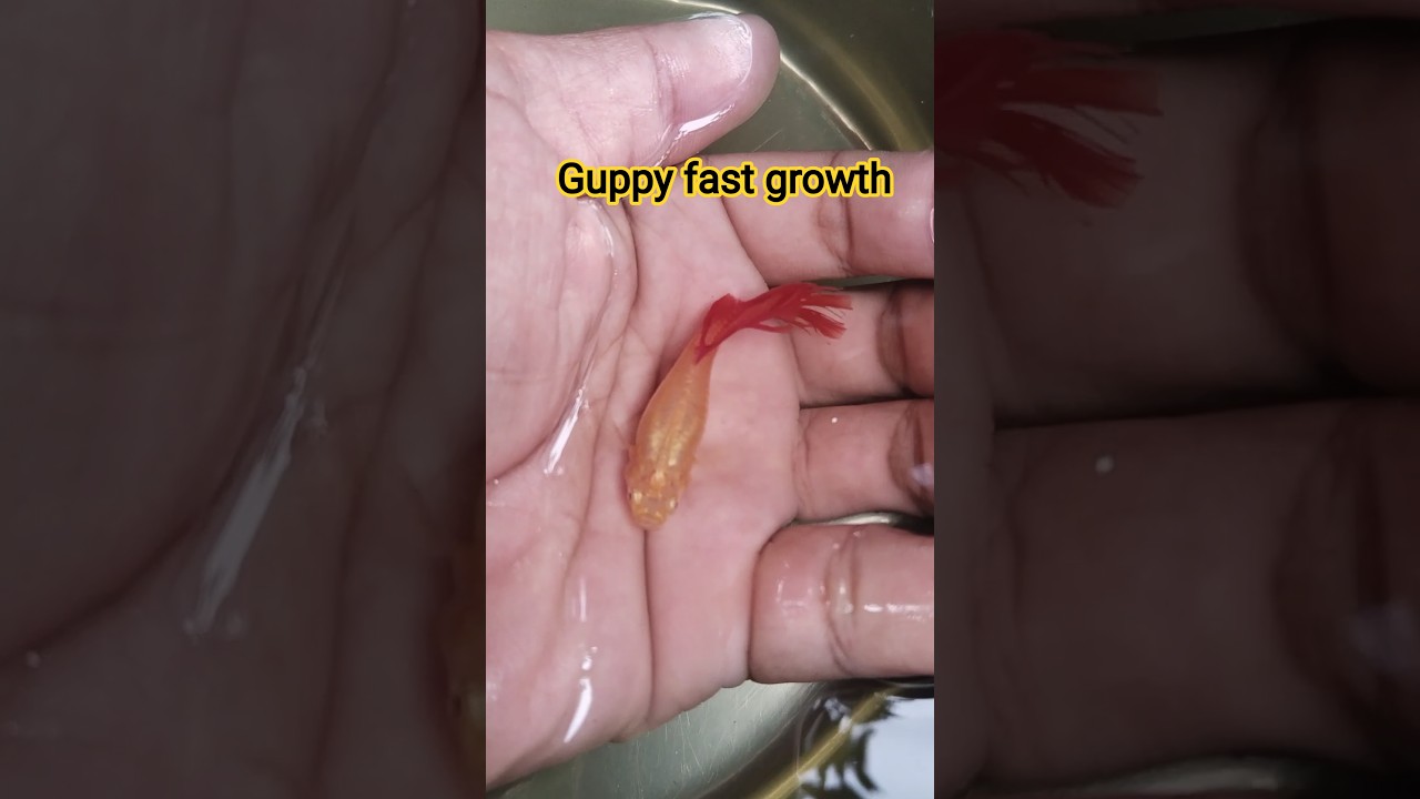 Guppy fast growth 